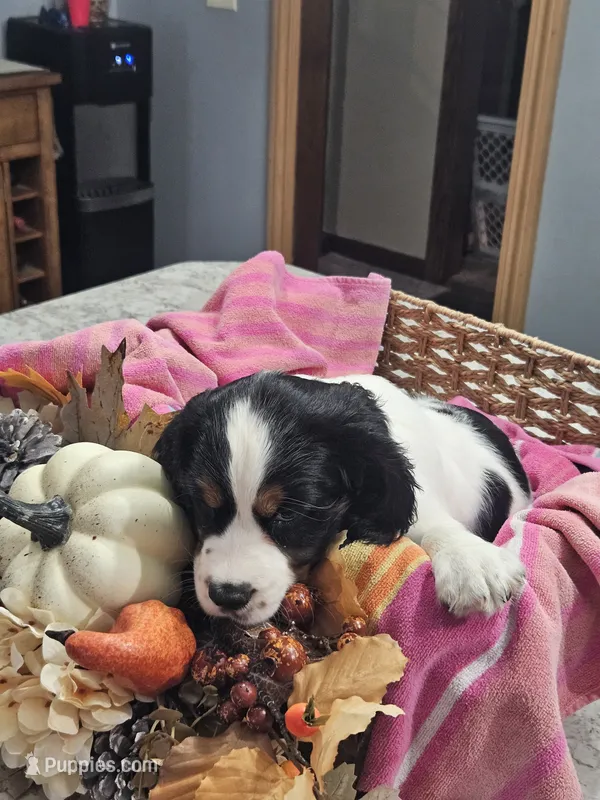 Scarlet – English Springer Spaniel puppy for sale in Canfield, OH