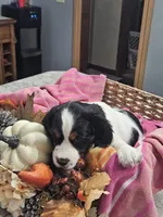 Scarlet, a female English Springer Spaniel for sale in Canfield, OH – 1 of 1