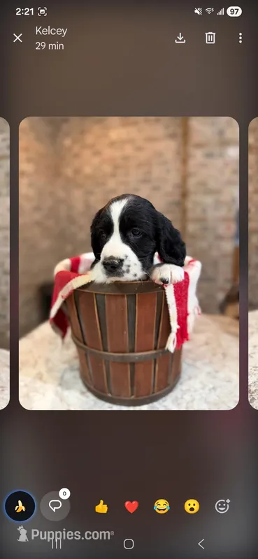 Indy, a male English Springer Spaniel for sale in Canfield, OH – Photo 1 of 1