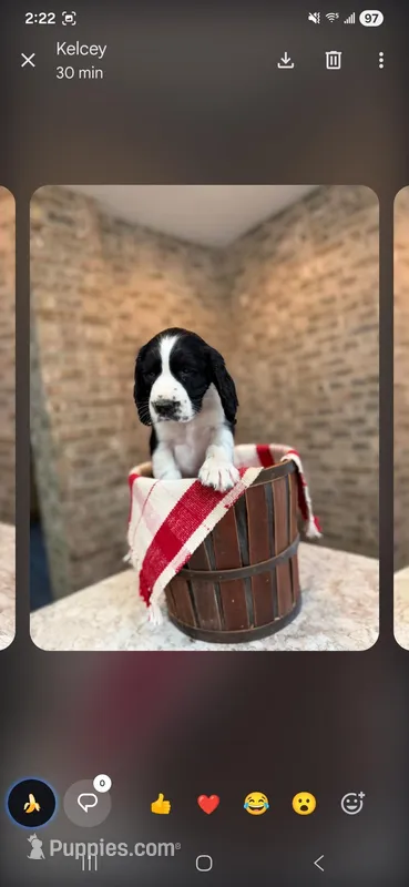 Echo, a male English Springer Spaniel for sale in Canfield, OH – Photo 1 of 1