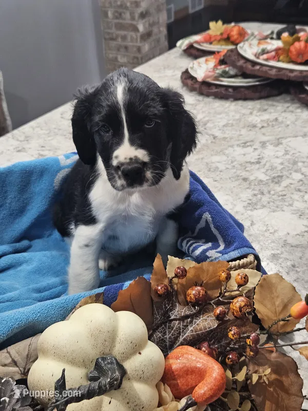 Sterling – English Springer Spaniel puppy for sale in Canfield, OH