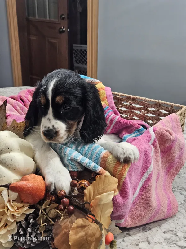 Poppy – English Springer Spaniel puppy for sale in Canfield, OH