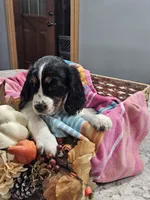Poppy, a female English Springer Spaniel for sale in Canfield, OH – 1 of 1