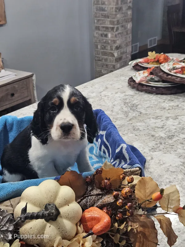 Atlas – English Springer Spaniel puppy for sale in Canfield, OH