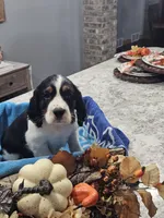 Atlas, a male English Springer Spaniel for sale in Canfield, OH – 1 of 1