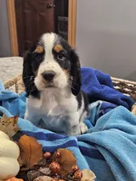 Monty, a male English Springer Spaniel for sale in Canfield, OH – 1 of 1
