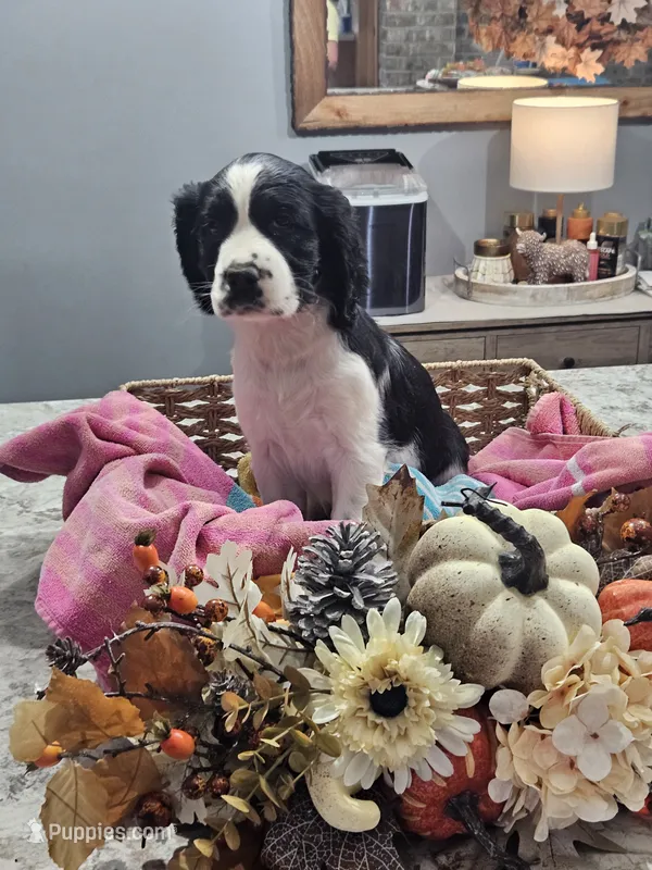 Dolly – English Springer Spaniel puppy for sale in Canfield, OH