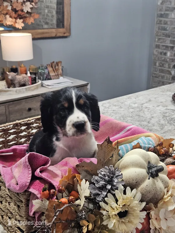 Rosie – English Springer Spaniel puppy for sale in Canfield, OH