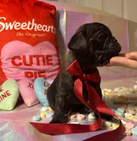 Reese, a male Pug for sale in Mount Washington, KY – Photo 4 of 4