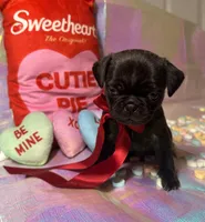 Reese, a male Pug for sale in Mount Washington, KY – Photo 1 of 4