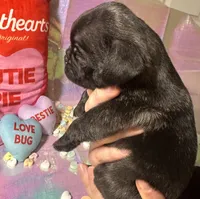 Reese, a male Pug for sale in Mount Washington, KY – Photo 2 of 4