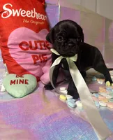 Cocoa, a male Pug for sale in Mount Washington, KY – Photo 4 of 4