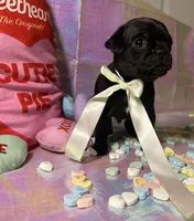 Cocoa, a male Pug for sale in Mount Washington, KY – Photo 3 of 4