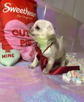 Nilla, a male Pug for sale in Mount Washington, KY – Photo 4 of 4