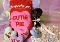 Snickerdoodle, a male Pug for sale in Mount Washington, KY – Photo 5 of 5