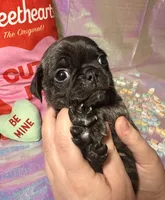 Snickerdoodle, a male Pug for sale in Mount Washington, KY – Photo 3 of 5