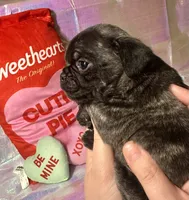 Snickerdoodle, a male Pug for sale in Mount Washington, KY – Photo 2 of 5