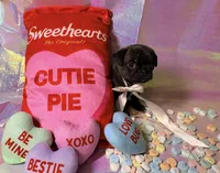 Snickerdoodle, a male Pug for sale in Mount Washington, KY – Photo 4 of 5