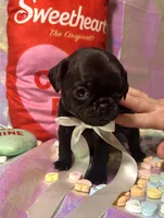 Chip, a male Pug for sale in Mount Washington, KY – Photo 1 of 4