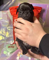 Chip, a male Pug for sale in Mount Washington, KY – Photo 3 of 4