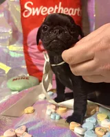 Chip, a male Pug for sale in Mount Washington, KY – Photo 4 of 4