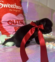 Oreo, a male Pug for sale in Mount Washington, KY – Photo 4 of 4