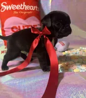 Oreo, a male Pug for sale in Mount Washington, KY – Photo 2 of 4