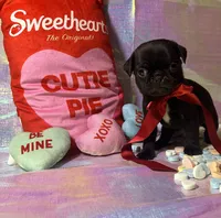 Oreo, a male Pug for sale in Mount Washington, KY – Photo 1 of 4