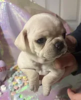 Sugar, a female Pug for sale in Mount Washington, KY – Photo 3 of 6