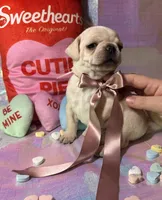 Sugar, a female Pug for sale in Mount Washington, KY – Photo 5 of 6