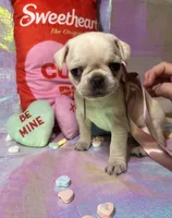 Sugar, a female Pug for sale in Mount Washington, KY – Photo 1 of 6