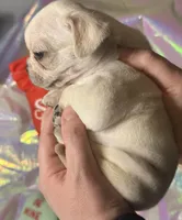 Sugar, a female Pug for sale in Mount Washington, KY – Photo 2 of 6