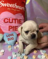 Sugar, a female Pug for sale in Mount Washington, KY – Photo 6 of 6