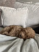 Millie, a female Poodle - Toy  for sale in Dacula, GA – 4 of 6