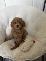 Millie, a female Poodle - Toy  for sale in Dacula, GA – 5 of 6