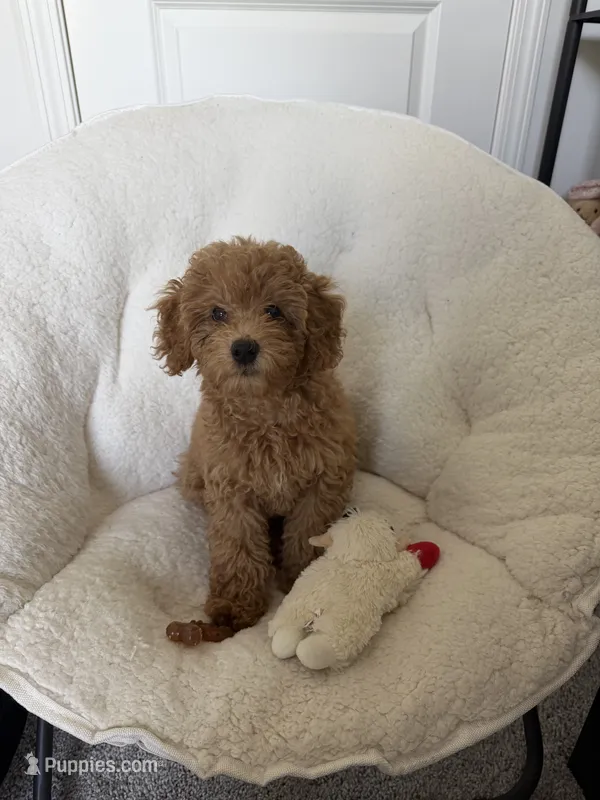 Millie – Poodle - Toy  puppy for sale in Dacula, GA