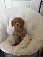 Millie, a female Poodle - Toy  for sale in Dacula, GA – 1 of 6