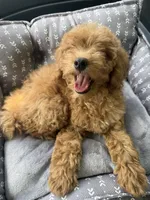 Millie, a female Poodle - Toy  for sale in Dacula, GA – 2 of 6