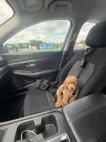 Millie, a female Poodle - Toy  for sale in Dacula, GA – 3 of 6