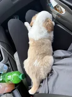 Dune, a male Pembroke Welsh Corgi and Shih Tzu for sale in Sylvania, AL – 4 of 6
