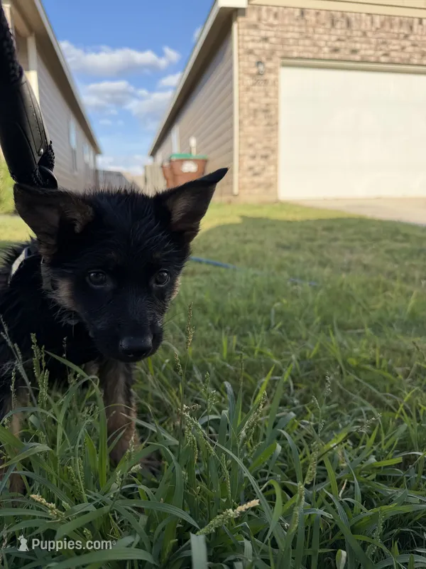 toby  – German Shepherd Dog puppy for sale in San Antonio, TX