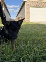 toby , a male German Shepherd Dog for sale in San Antonio, TX – 1 of 2