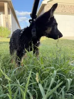 toby , a male German Shepherd Dog for sale in San Antonio, TX – 2 of 2