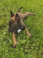White, a male Belgian Malinois for sale in Eau Claire, WI – 1 of 1
