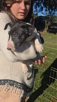 Bull Terrier Girl, a male Bull Terrier for sale in Fort Mitchell, AL – 2 of 3