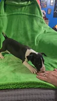 Bull Terrier Male, a male Bull Terrier for sale in Fort Mitchell, AL – 5 of 5