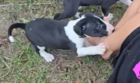 Bull Terrier Male, a male Bull Terrier for sale in Fort Mitchell, AL – 2 of 2