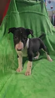 Bull Terrier Male, a male Bull Terrier for sale in Fort Mitchell, AL – 3 of 5