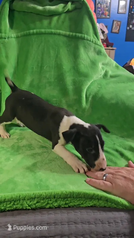 Bull Terrier Girl – Bull Terrier puppy for sale in Fort Mitchell, AL