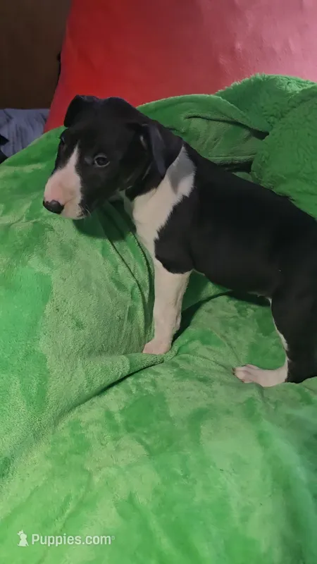 Bull Terrier Male – Bull Terrier puppy for sale in Fort Mitchell, AL